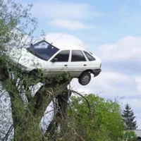 À Meiser, un arbre est planté dans une voiture : que s’est-il réellement passé ?