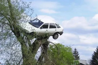 À Meiser, un arbre est planté dans une voiture : que s’est-il réellement passé ?