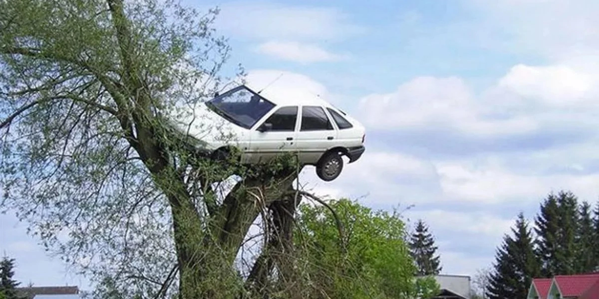 À Meiser, un arbre est planté dans une voiture : que s’est-il réellement passé ?