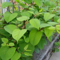 Gand s’attaque à 583 cas de renouée du Japon avec la technologie, les arbres et les moutons