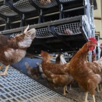 La grippe aviaire H5 frappe à nouveau en Belgique : une nouvelle infection détectée dans un élevage en Flandre Occidentale