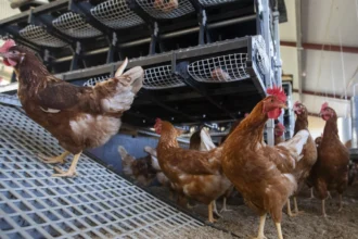 La grippe aviaire H5 frappe à nouveau en Belgique : une nouvelle infection détectée dans un élevage en Flandre Occidentale