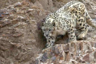 Le séjour à la montagne vire à l’horreur pour une jeune skieuse quand elle croise la route… d’une panthère des neiges