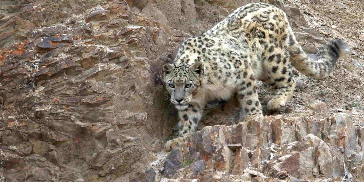 Le séjour à la montagne vire à l’horreur pour une jeune skieuse quand elle croise la route… d’une panthère des neiges