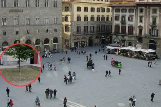 Les plates-bandes d’Oudegem tondues par erreur par un étudiant