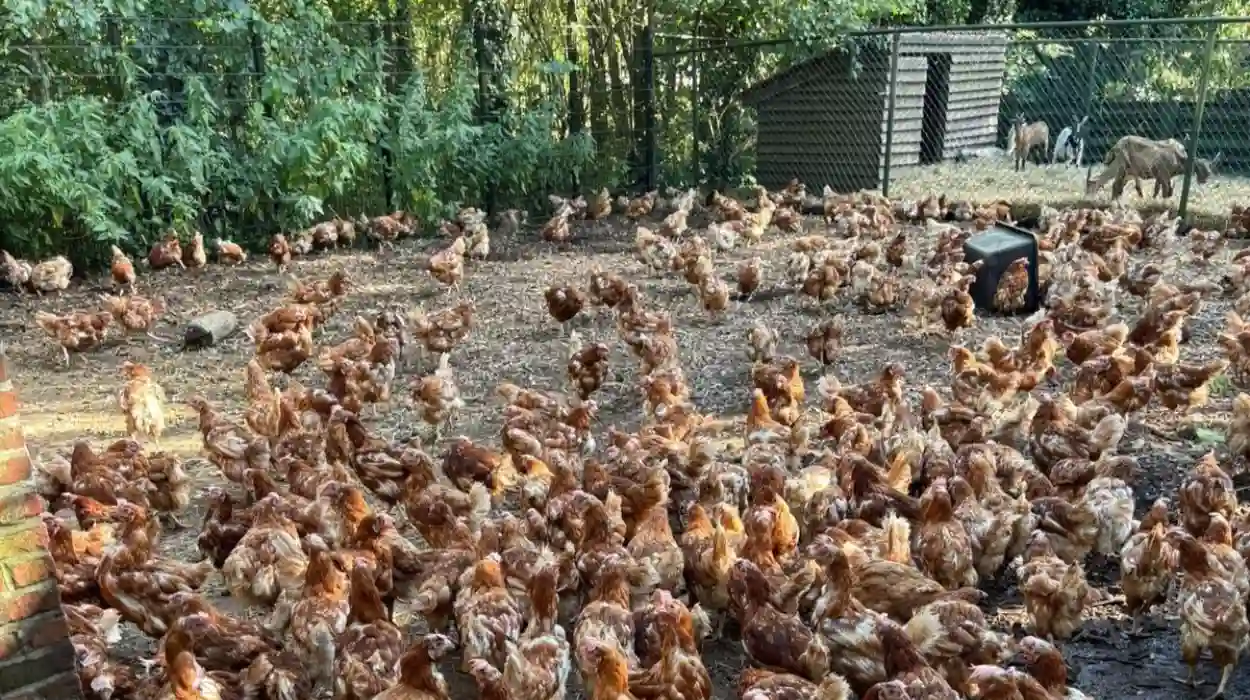 Plus de 1.100 animaux secourus et transférés au refuge de Heusden-Zolder